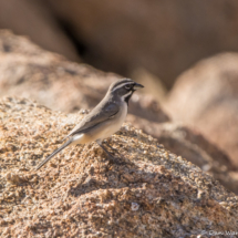 Black-throated Sparrow-02