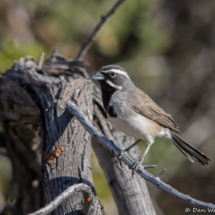 Black-throated Sparrow-03
