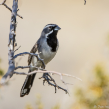 Black-throated Sparrow-07