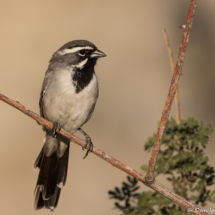 Black-throated Sparrow-15