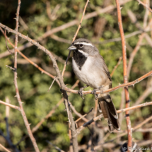 Black-throated Sparrow-20