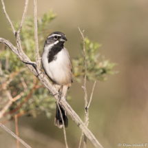 Black-throated Sparrow-27