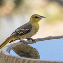 Bullock's Oriole-Female-01