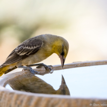 Bullock's Oriole-Female-02