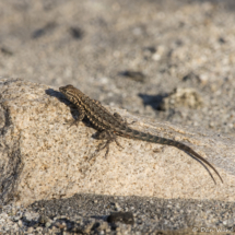 Common Side-blotched Lizard-01
