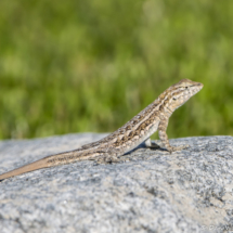 Common Side-blotched Lizard-01