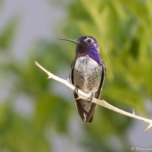 Costas Hummingbird-Male-01