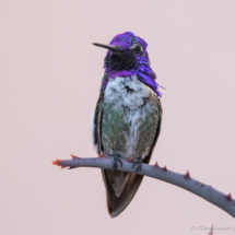Costas Hummingbird-Male-05