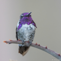 Costas Hummingbird-Male-08