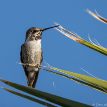 Costas Hummingbird-Male-12