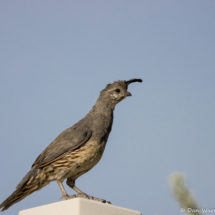 Gambel's Quail-Female-01