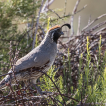 Gambel's Quail-Male-01