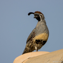 Gambel's Quail-Male-01