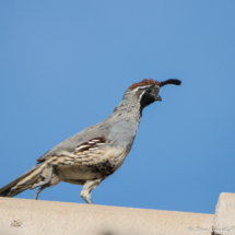 Gambel's Quail-Male-02