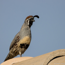 Gambel's Quail-Male-03