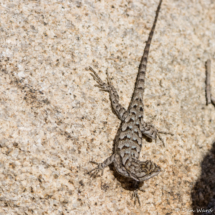 Great Basin Fence Lizard-01