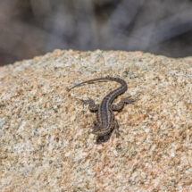 Great Basin Fence Lizard-02