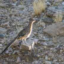 Greater Roadrunner-01