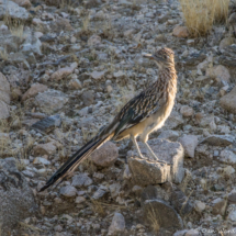 Greater Roadrunner-02