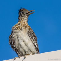 Greater Roadrunner-09