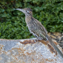 Greater Roadrunner-10