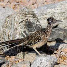 Greater Roadrunner-13