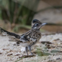 Greater Roadrunner Baby!-01