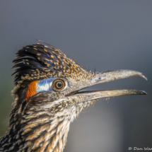 Greater Roadrunner-Up Close-02