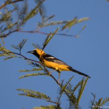 Hooded Oriole-Male-01