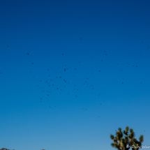Hundreds of Ravens in Joshua Tree National Park-01