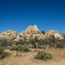 Joshua Tree Landscape-01