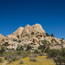 Joshua Tree Landscape-02