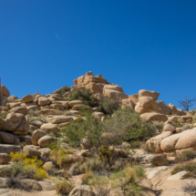 Joshua Tree Landscape-03