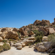 Joshua Tree Landscape-04