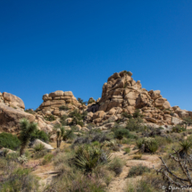 Joshua Tree Landscape-06