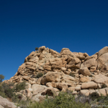 Joshua Tree Landscape-07