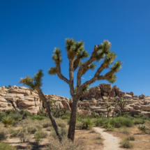 Joshua Tree Landscape-08