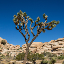 Joshua Tree Landscape-09