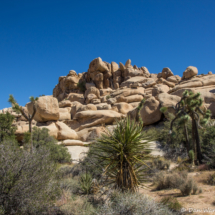 Joshua Tree Landscape-10