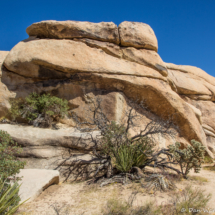 Joshua Tree Landscape-11