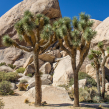 Joshua Tree Landscape-14