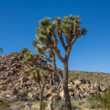 Joshua Tree Landscape-15