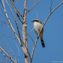 Loggerhead Shrike-02