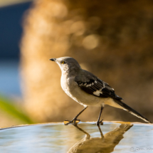 Northern Mockingbird-04