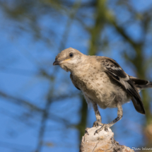 Northern Mockingbird-Immature-01