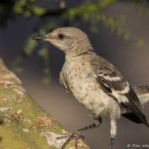 Northern Mockingbird-Immature-04