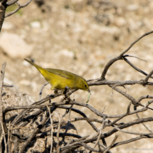 Orange-crowned Warbler-01