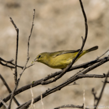 Orange-crowned Warbler-04