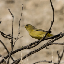 Orange-crowned Warbler-05