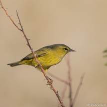 Orange-crowned Warbler-08